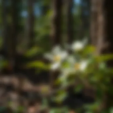 A scenic view of a forest area in Colorado where dogwood trees thrive