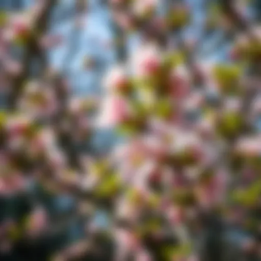 A vibrant dogwood tree in full bloom showcasing its delicate flowers
