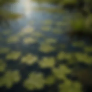 Close-up view of duckweed leaves and roots in water