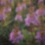 Close-up of Utah Penstemon flowers showcasing their vibrant colors