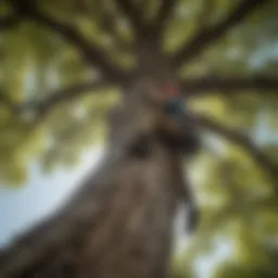 A climber expertly ascending a majestic oak tree, showcasing advanced techniques.