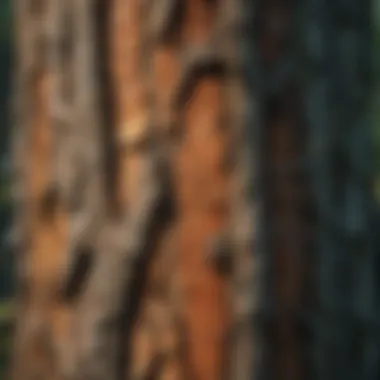 A close-up view of tree bark, illustrating the anatomy and structure of various trees.