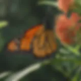 Vibrant monarch butterfly resting on a milkweed plant in its natural habitat
