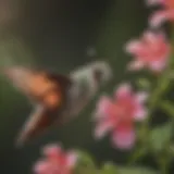 Close-up of a hummingbird hawk moth hovering near a flower
