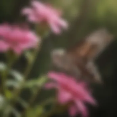 Feeding Behavior of the Hummingbird Hawk Moth Hummingbird hawk moth feeding on nectar from flowers