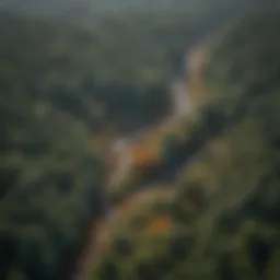 Aerial view of a forest impacted by climate change