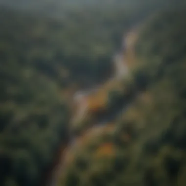 Aerial view of a forest impacted by climate change