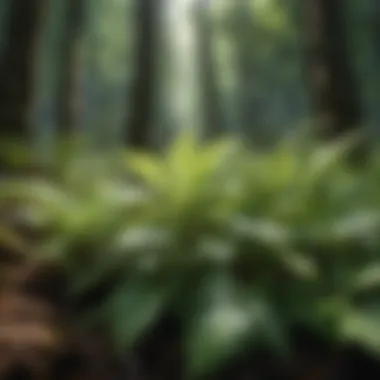 Close-up of plants showing UV-induced effects on foliage.