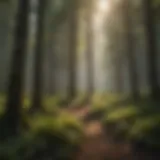 A lush forest with newly planted trees symbolizing reforestation efforts.