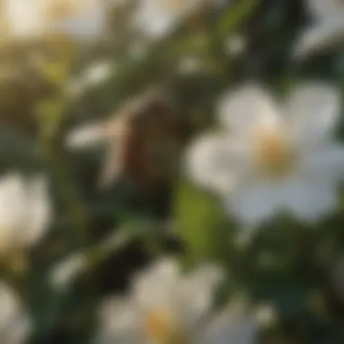 Bee in Action on Gardenia A bee gathering nectar from a gardenia plant