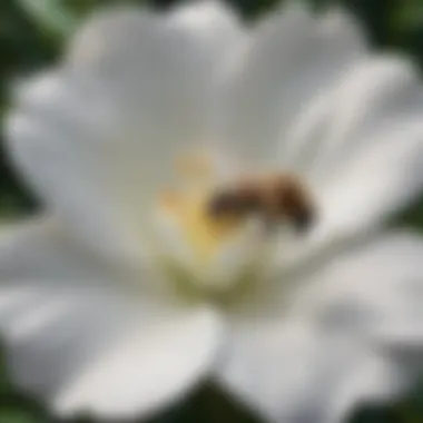 Gardenia Bloom with Pollinator Close-up of a gardenia flower attracting a bee
