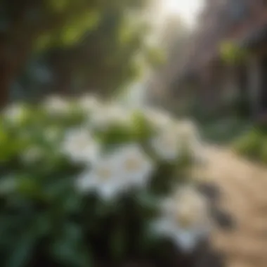 Urban Biodiversity with Gardenias Gardenia plants in a vibrant urban garden setting