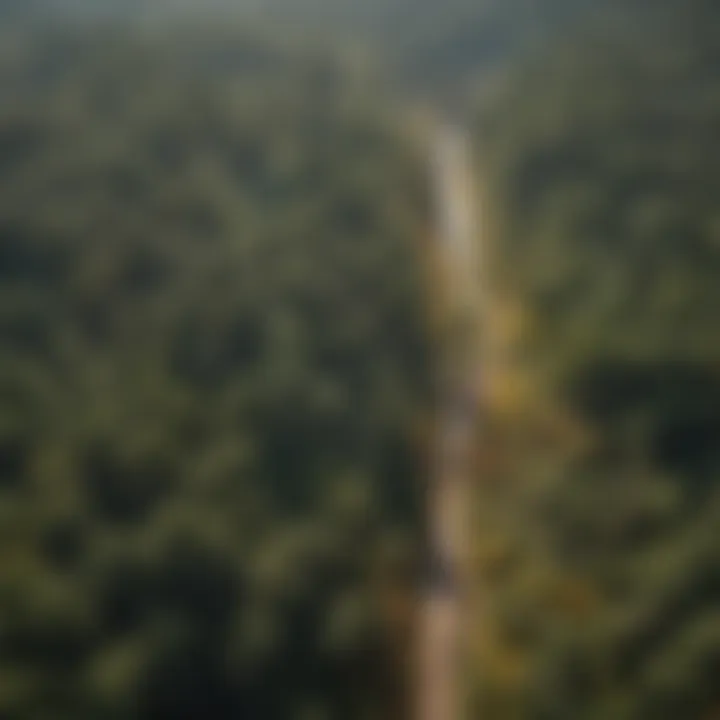 Aerial view of a forest restoration site showing diversity in vegetation
