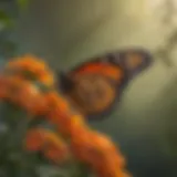 Monarch butterflies resting on a vibrant orange flower