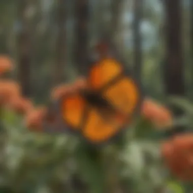 Scientists conducting research on monarch butterfly migration
