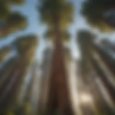 A dense grove of towering redwood trees reaching towards the sky