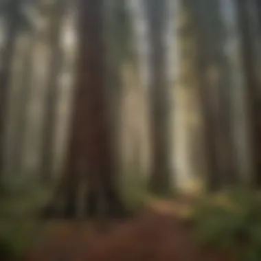 Vastness of the Redwood Forest A panoramic view of a redwood forest showcasing its vastness