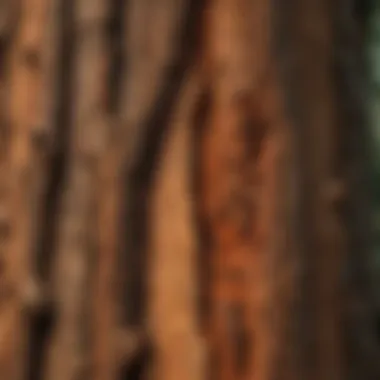 A close-up view of the unique bark texture of a redwood tree