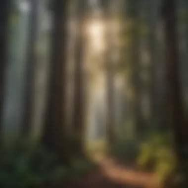 A serene landscape featuring redwoods with sunlight filtering through the leaves