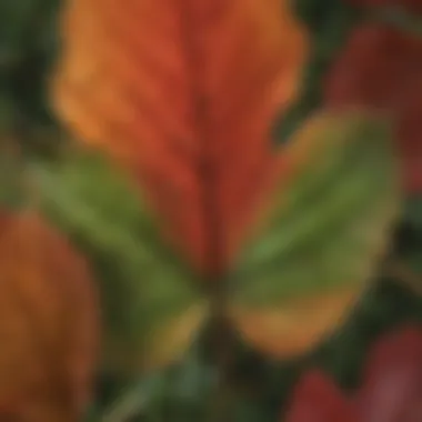 Close-up of a leaf transitioning from green to vibrant red.