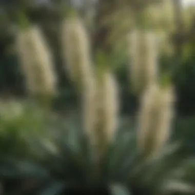 Blooming Flowers of the Yucca Plant Yucca plant in full bloom with clusters of creamy white flowers against a backdrop of green foliage.