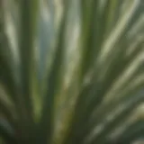 Close-up view of yucca leaves showcasing their sharp, pointed tips and intricate venation.