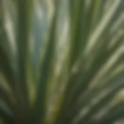 Close-up view of yucca leaves showcasing their sharp, pointed tips and intricate venation.