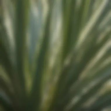 Detailed Leaf Structure of the Yucca Plant Close-up view of yucca leaves showcasing their sharp, pointed tips and intricate venation.