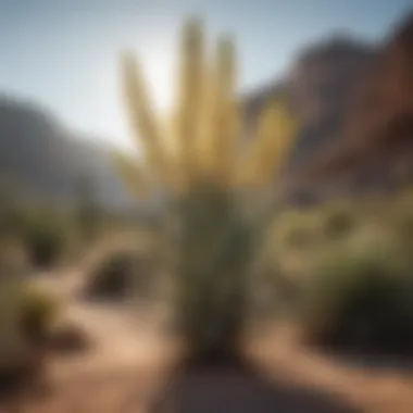 Mature Yucca Plant in Natural Habitat A mature yucca plant displaying its architectural shape and height in a desert landscape.