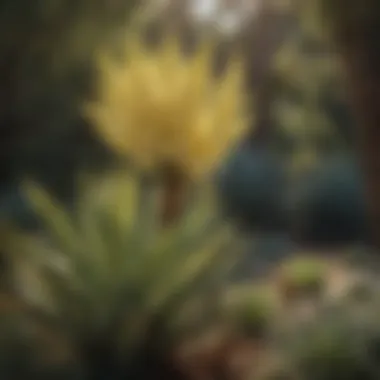 Diversity of Yucca Varieties Various yucca species captured in a garden setting, highlighting their differences in leaf shape and flower color.