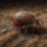 Close-up of a tick on animal fur