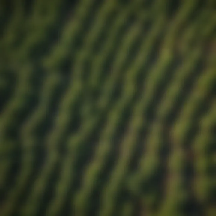 Aerial view showcasing the vast expanse of a toe plant colony