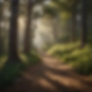 Enchanting Forest Trail Tranquil forest path at Solvang RV Resort