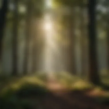 Sunlight filtering through lush canopy of mature trees
