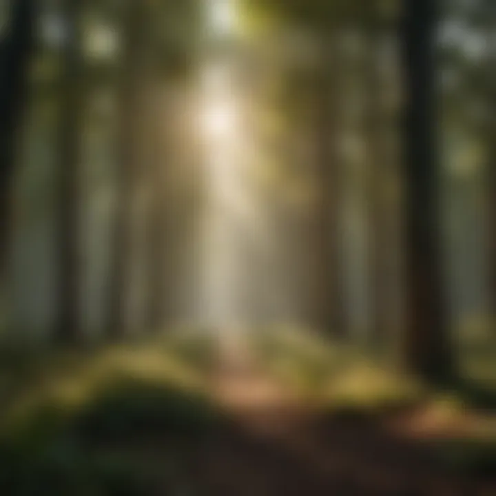Sunlight filtering through lush canopy of mature trees