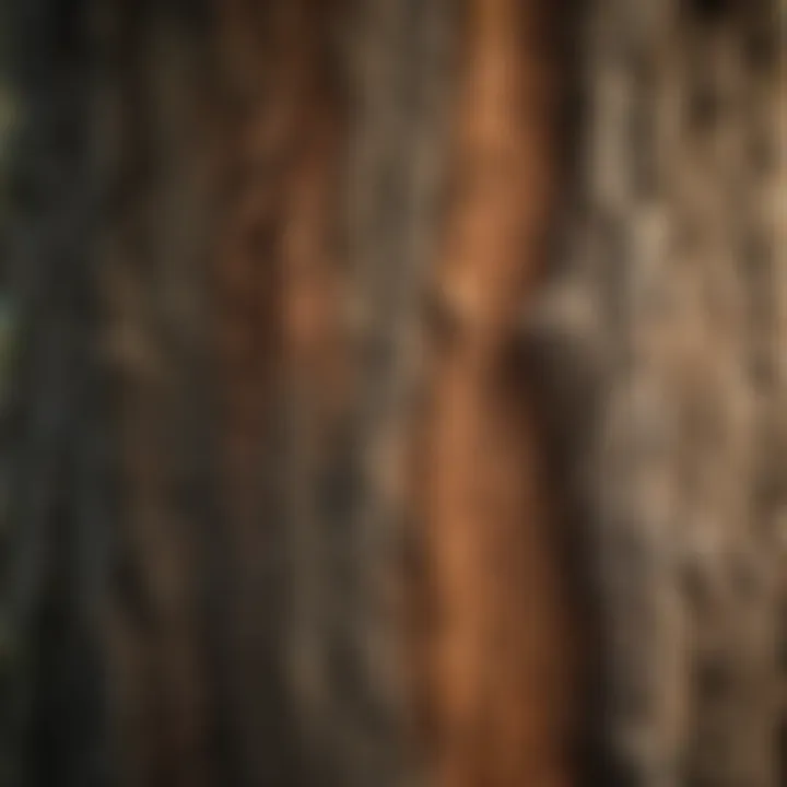 Close-up of tree bark textures for identification