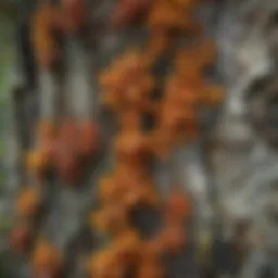 Close-up view of foliose lichen on a tree bark