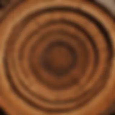 Close-up of tree rings revealing heartwood growth