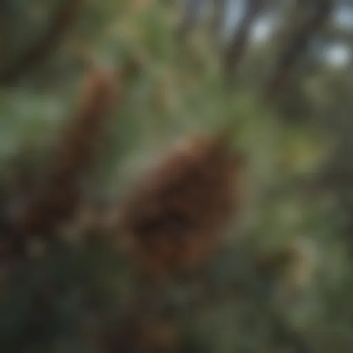 A close-up view of a Pinon Pine tree showcasing its unique needles and pine cones