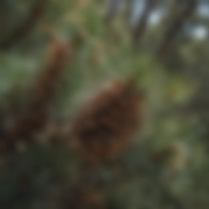 Pinon Pine: Resilient to Harsh Conditions A close-up view of a Pinon Pine tree showcasing its unique needles and pine cones