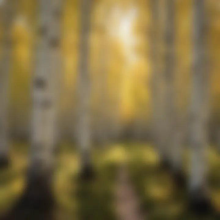 Quaking Aspens: Nature's Shimmering Canopy A panoramic view of a grove of Quaking Aspens with their distinctive white bark and vibrant leaves