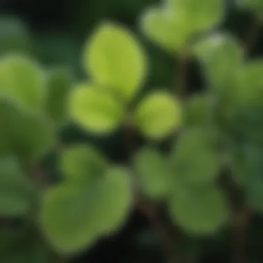 Close-up view of Trifolium repens leaves showcasing their unique trifoliate structure