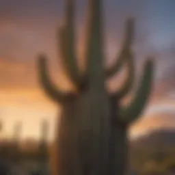 Saguaro Cactus in Tucson Campground