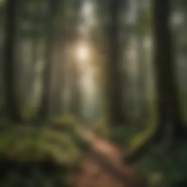 Sunlight Filtering Through Dense Forest Canopy