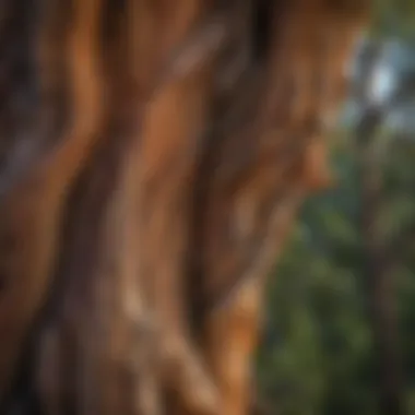 Twisted Bristlecone Pine Trunk