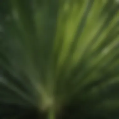 Detailed View of Fan Palm Leaves Close-up of fan palm leaves highlighting their unique fan-shaped morphology