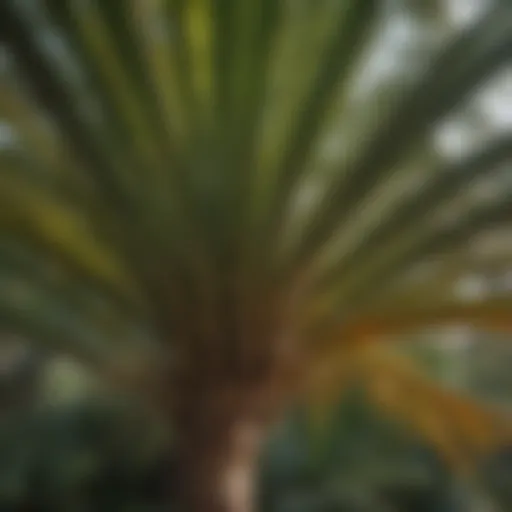 A variety of fan palm species showcasing their distinct leaf structures
