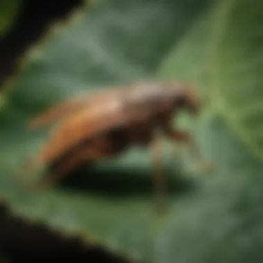 Close-up of an invasive pest species on a leaf