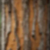 Close-up of Birch Tree Bark showing signs of disease