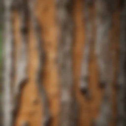 Close-up of Birch Tree Bark showing signs of disease